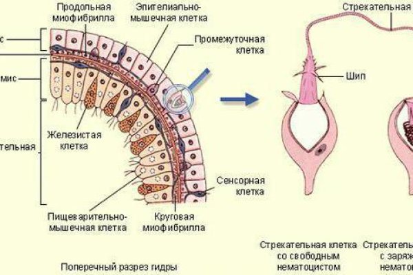 Omg omg даркнет ссылка